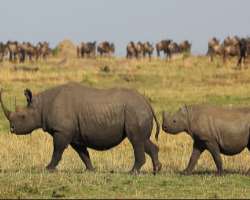 The park is home to different wildlife species like Nile crocodile, Cape buffaloes, East African wild dog, African bush elephant, and more The park is home to different wildlife species like Nile crocodile, Cape buffaloes, East African wild dog, African bush elephant, and more.